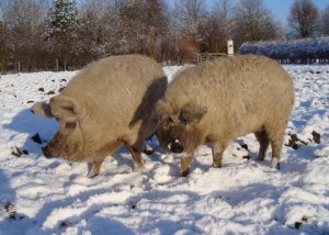 Real Mangalica varkens in de sneeuw